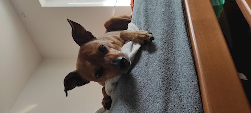 Pavlína- petsitter Brno nebo Páníček pro psi kočky