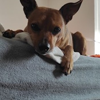 thumbnail petsitter Brno nebo páníček pro psi kočky