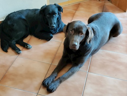 Hana- petsitter Křepice nebo Páníček pro psi kočky