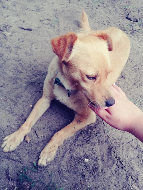 Evgeniia- petsitter Praha nebo Páníček pro psi kočky