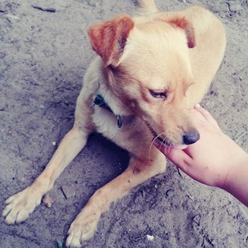 thumbnail petsitter Praha nebo páníček pro psi kočky