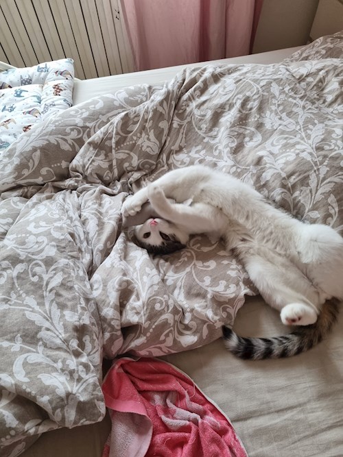 Evgeniia- petsitter Praha nebo Páníček pro psi kočky