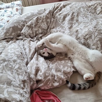 thumbnail petsitter Praha nebo páníček pro psi kočky