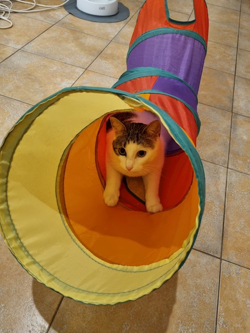 Evgeniia- petsitter Praha nebo Páníček pro psi kočky