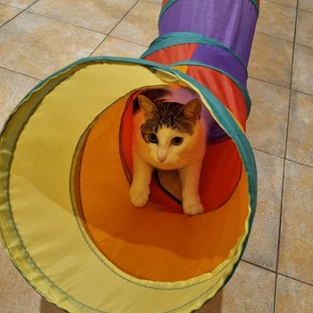 thumbnail petsitter Praha nebo páníček pro psi kočky