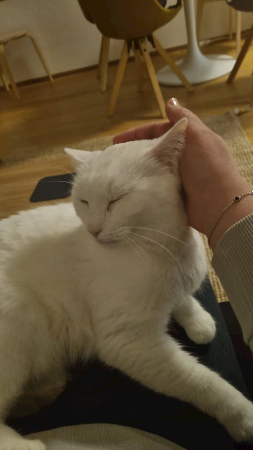 Evgeniia- petsitter Praha nebo Páníček pro psi kočky