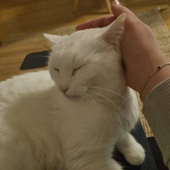 thumbnail petsitter Praha nebo páníček pro psi kočky