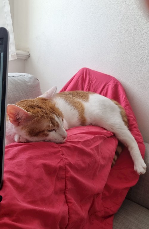 Evgeniia- petsitter Praha nebo Páníček pro psi kočky