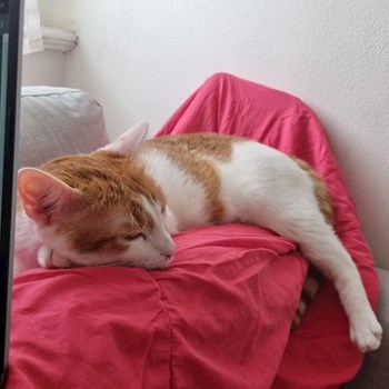 thumbnail petsitter Praha nebo páníček pro psi kočky