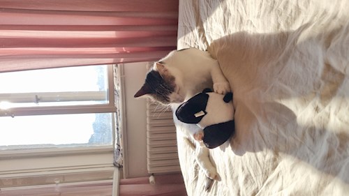Evgeniia- petsitter Praha nebo Páníček pro psi kočky