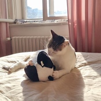 thumbnail petsitter Praha nebo páníček pro psi kočky