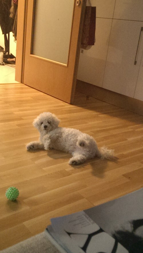 Evgeniia- petsitter Praha nebo Páníček pro psi kočky