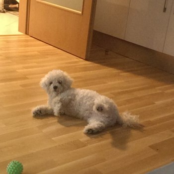 thumbnail petsitter Praha nebo páníček pro psi kočky