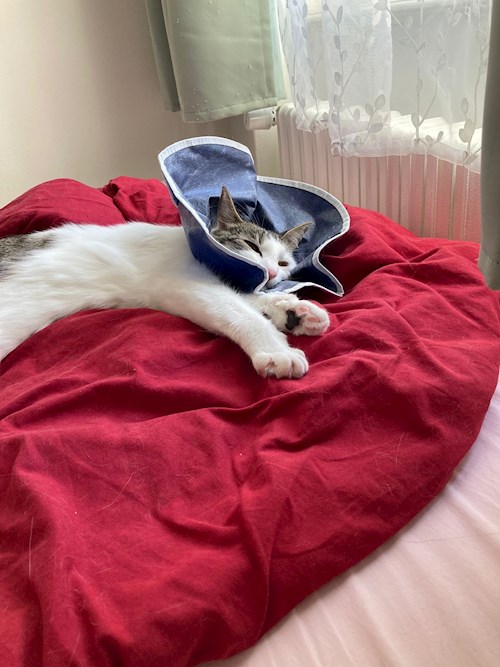 Evgeniia- petsitter Praha nebo Páníček pro psi kočky