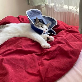 thumbnail petsitter Praha nebo páníček pro psi kočky