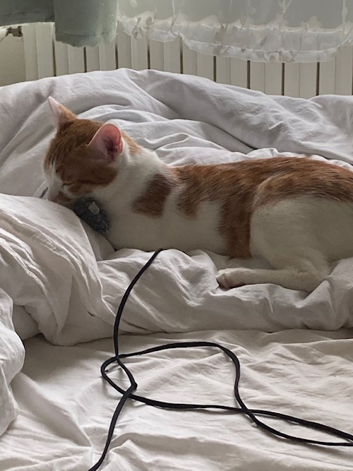 Evgeniia- petsitter Praha nebo Páníček pro psi kočky