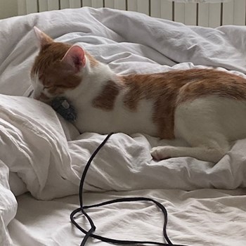 thumbnail petsitter Praha nebo páníček pro psi kočky