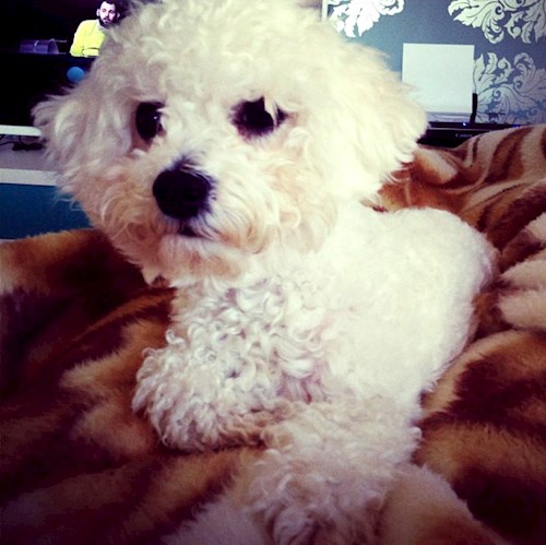 Evgeniia- petsitter Praha nebo Páníček pro psi kočky