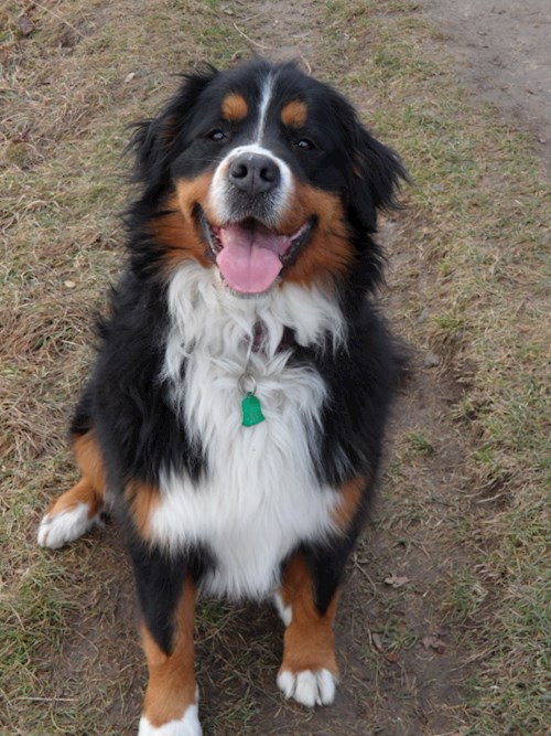 Karolína- petsitter Praha 6 or Pet nanny for dogs cats