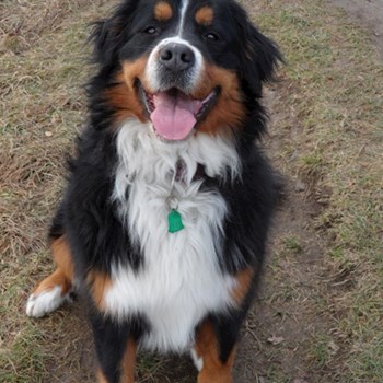 thumbnail petsitter Praha 6 or pet nanny for dogs cats