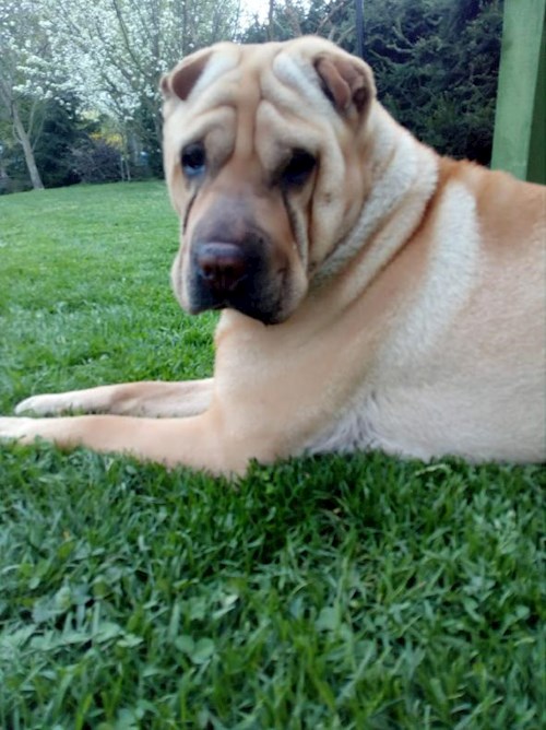 Alena- petsitter Praha or Pet nanny for