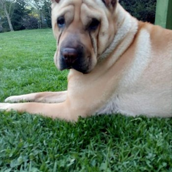 thumbnail petsitter Praha or pet nanny for