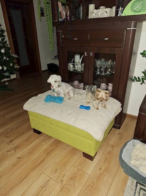 Alena- petsitter Praha or Pet nanny for