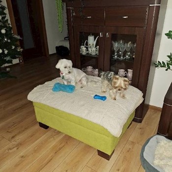 thumbnail petsitter Praha or pet nanny for