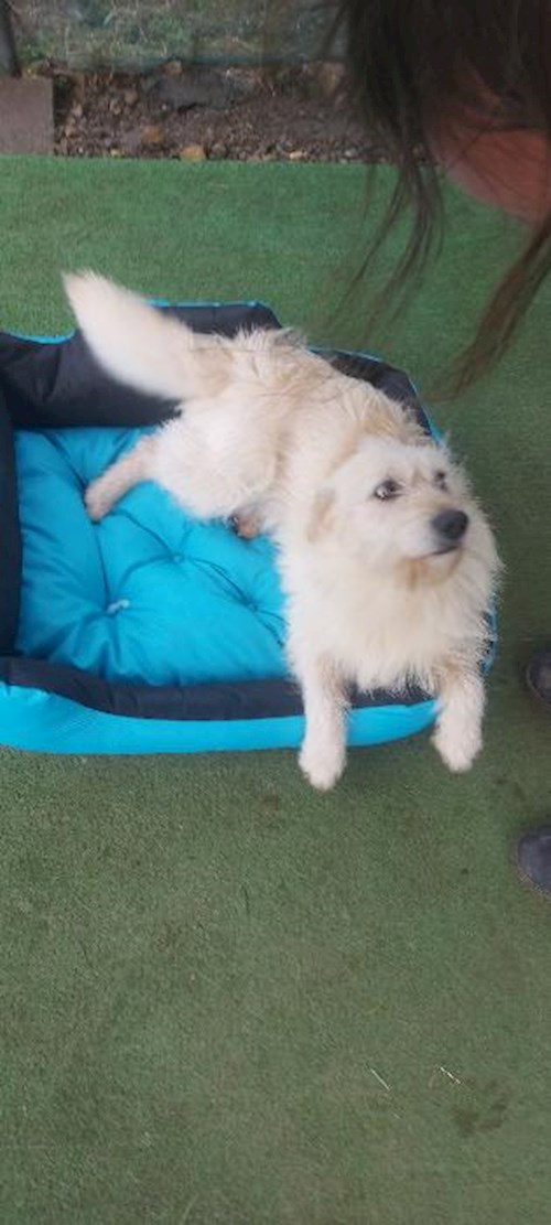 Alena- petsitter Praha or Pet nanny for