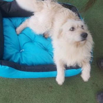 thumbnail petsitter Praha or pet nanny for