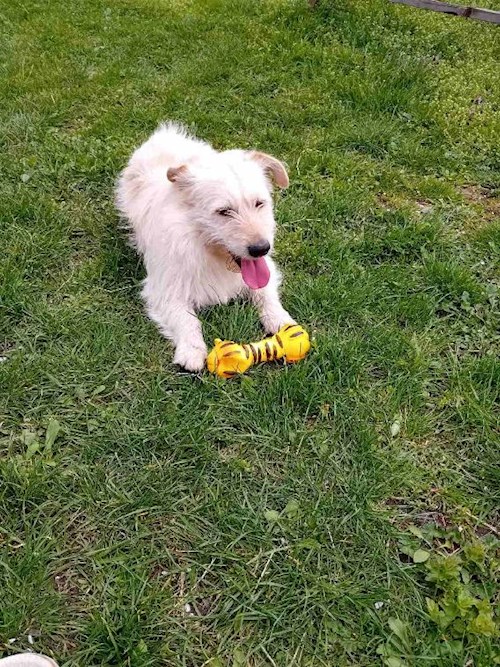 Alena- petsitter Praha or Pet nanny for