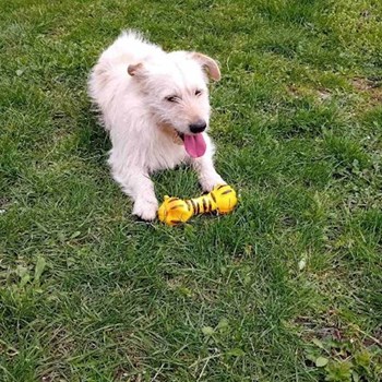 thumbnail petsitter Praha or pet nanny for