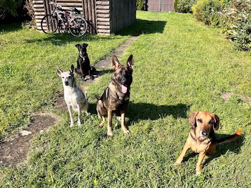 Martina- petsitter Hradec Králové nebo Páníček pro psi kočky