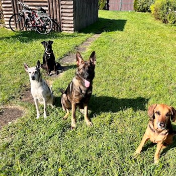 thumbnail petsitter Hradec Králové nebo páníček pro psi kočky