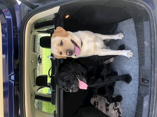 Lucie- petsitter Brno nebo Páníček pro psi