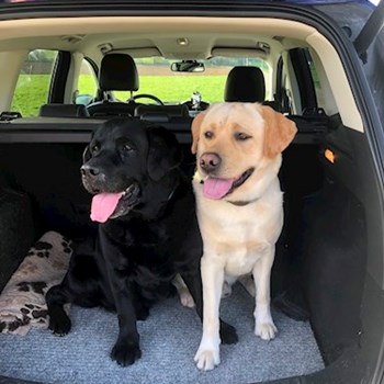 thumbnail petsitter Brno nebo páníček pro psi