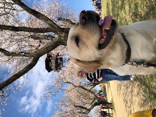 Lucie- petsitter Brno nebo Páníček pro psi