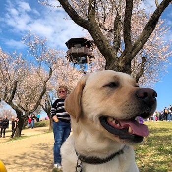 thumbnail petsitter Brno nebo páníček pro psi