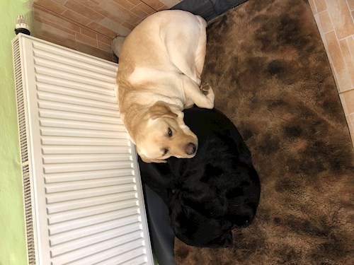 Lucie- petsitter Brno nebo Páníček pro psi