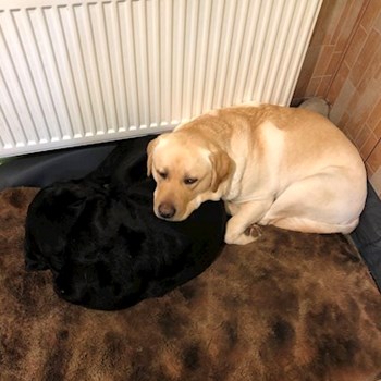 thumbnail petsitter Brno nebo páníček pro psi