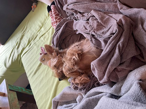 Andrea- petsitter Praha nebo Páníček pro psi