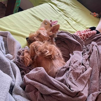 thumbnail petsitter Praha nebo páníček pro psi