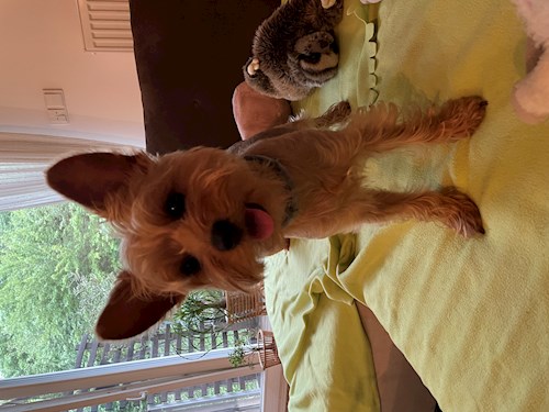 Andrea- petsitter Praha nebo Páníček pro psi