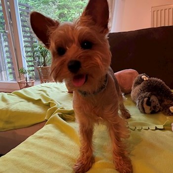 thumbnail petsitter Praha nebo páníček pro psi