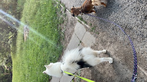 Nikola- petsitter Praha nebo Páníček pro psi kočky