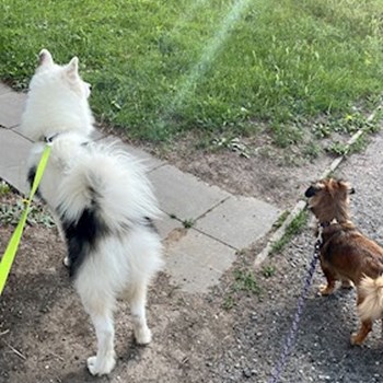 thumbnail petsitter Praha nebo páníček pro psi kočky