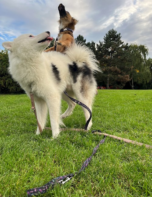 Nikola- petsitter Praha nebo Páníček pro psi kočky