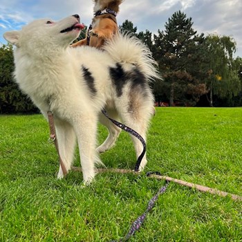 thumbnail petsitter Praha nebo páníček pro psi kočky
