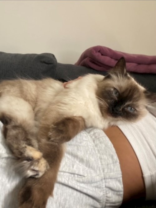 Dominika- petsitter Praha or Pet nanny for cats