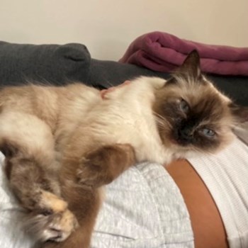 thumbnail petsitter Praha or pet nanny for cats